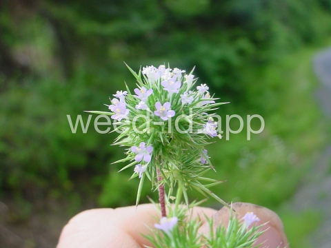 navarretia, needle-leaf